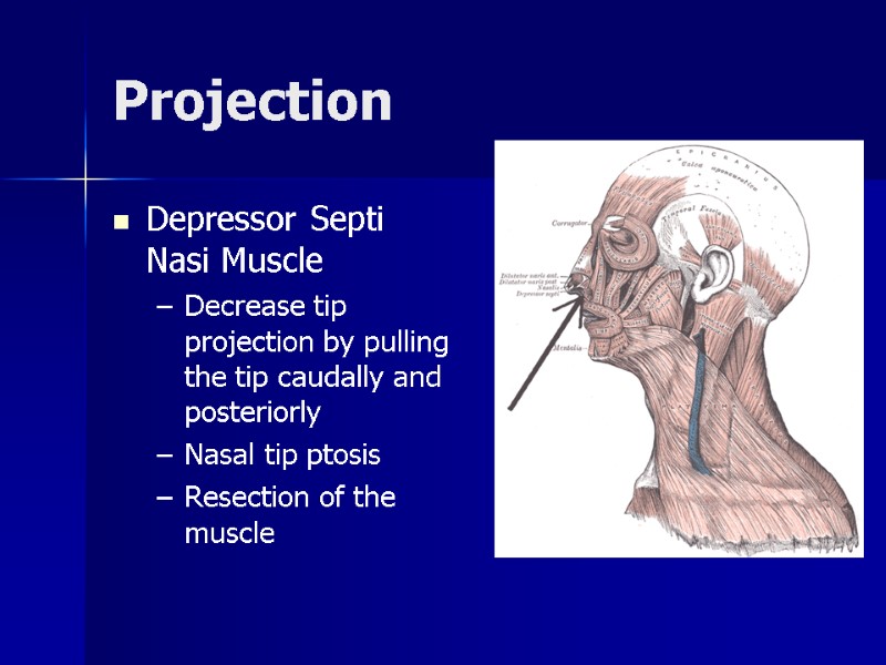 >Projection Depressor Septi Nasi Muscle Decrease tip projection by pulling the tip caudally and